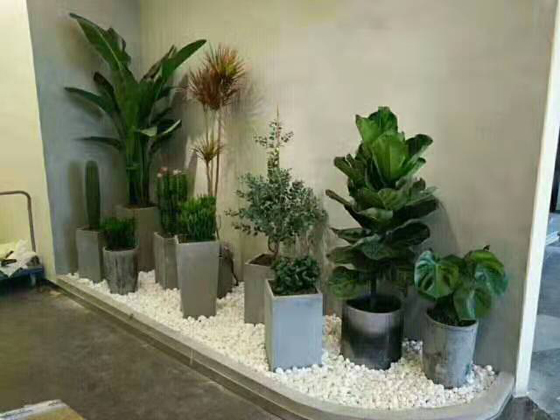 客戶綠植景觀擺設